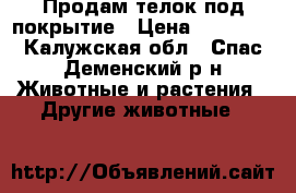 Продам телок под покрытие › Цена ­ 40 000 - Калужская обл., Спас-Деменский р-н Животные и растения » Другие животные   